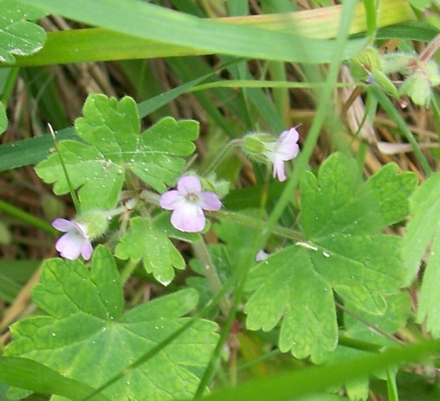 Geranium rotundifolium e G. molle